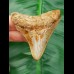 6,9 cm light tooth of megalodon