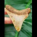 6,9 cm light tooth of megalodon