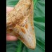 6,9 cm light tooth of megalodon