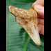 6,9 cm light tooth of megalodon