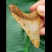 6,9 cm light tooth of megalodon