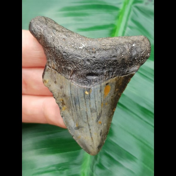 7,1 cm Zahn des Carcharocles Megalodon