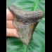 7,1 cm Zahn des Carcharocles Megalodon