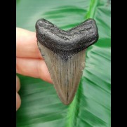 5,4 cm dolchartiger Zahn des Megalodon