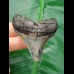 5,5 cm posteriorer Zahn des Megalodon