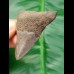 5.9 cm gray-brown tooth of megalodon