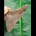 5.9 cm gray-brown tooth of megalodon