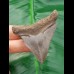 5.9 cm gray-brown tooth of megalodon