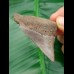 5.9 cm gray-brown tooth of megalodon