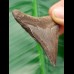 5.9 cm gray-brown tooth of megalodon