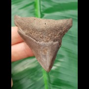 5.9 cm gray-brown tooth of megalodon