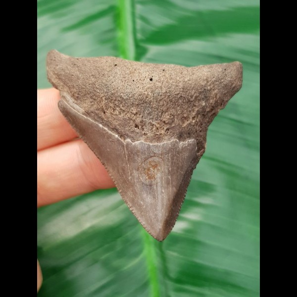 5,9 cm grau-brauner Zahn des Megalodon