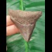 5.9 cm gray-brown tooth of megalodon