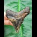 5,7 cm gemusterter Zahn des Carcharocles Megalodon