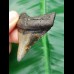 5,7 cm gemusterter Zahn des Carcharocles Megalodon
