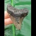 6,1 cm blau-grauer Zahn des Carcharocles Megalodon