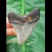6,1 cm blau-grauer Zahn des Carcharocles Megalodon