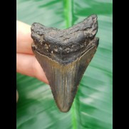5,6 cm unterer Zahn des Carcharocles Megalodon