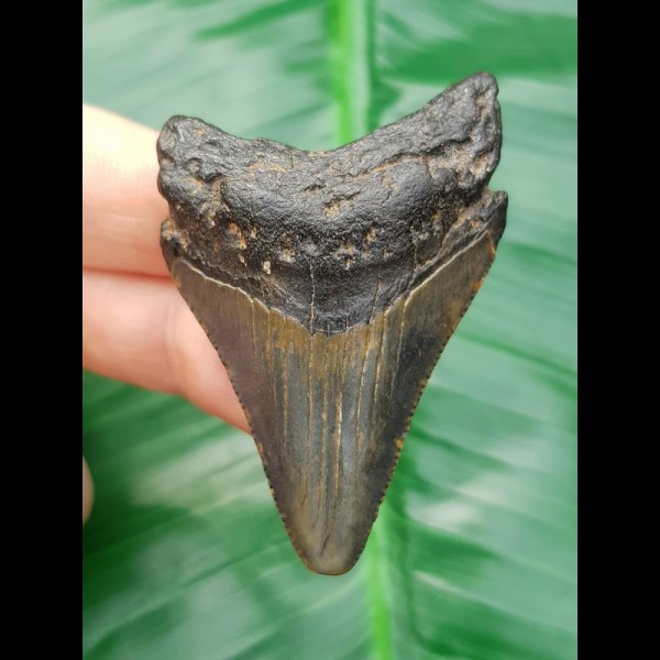 5,6 cm unterer Zahn des Carcharocles Megalodon