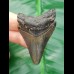 5,6 cm unterer Zahn des Carcharocles Megalodon