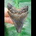 5,6 cm unterer Zahn des Carcharocles Megalodon