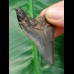 5,6 cm unterer Zahn des Carcharocles Megalodon