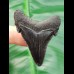 4,7 cm Jet-Black Zahn des Carcharocles Angustidens
