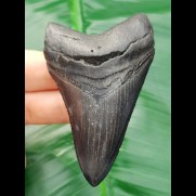 7,4 cm dolchartiger, schwarzer Zahn des Megalodon