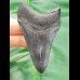 7,4 cm dolchartiger, schwarzer Zahn des Megalodon