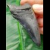 7,4 cm dolchartiger, schwarzer Zahn des Megalodon