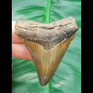 6,3 cm  Zahn des Carcharocles Chubutensis mit toller Färbung