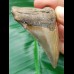 6,3 cm  Zahn des Carcharocles Chubutensis mit toller Färbung