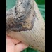 13,7 cm großer, massiver Zahn des Megalodon