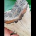 13,7 cm großer, massiver Zahn des Megalodon
