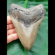 12,7 cm großer, hellgrauer Zahn des Megalodon