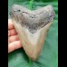 12,7 cm großer, hellgrauer Zahn des Megalodon