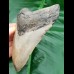 12,7 cm großer, hellgrauer Zahn des Megalodon