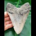 12,7 cm großer, hellgrauer Zahn des Megalodon