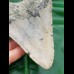 12,7 cm großer, hellgrauer Zahn des Megalodon