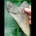 12,7 cm großer, hellgrauer Zahn des Megalodon