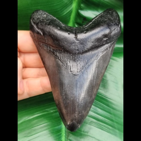 12,0 cm dunkler Zahn des Megalodon