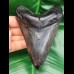 12,0 cm dark tooth of megalodon