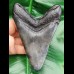 12,0 cm dunkler Zahn des Megalodon