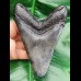 12,0 cm dark tooth of megalodon