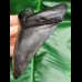 12,0 cm dunkler Zahn des Megalodon