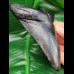 12,0 cm dark tooth of megalodon