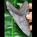 12,0 cm dark tooth of megalodon