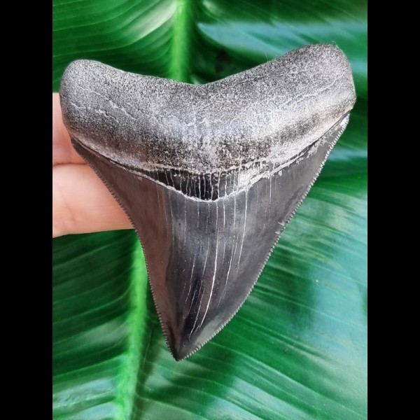 8,4 cm very sharp dark tooth of megalodon