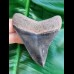 8,4 cm very sharp dark tooth of megalodon