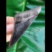 8,4 cm very sharp dark tooth of megalodon